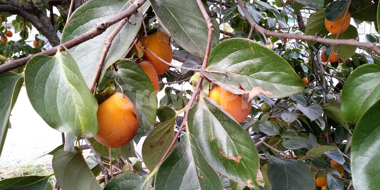 감,persimmon,과일,fruit,음식,food,생산액,produce,식물,plant,과일,열매,fruit