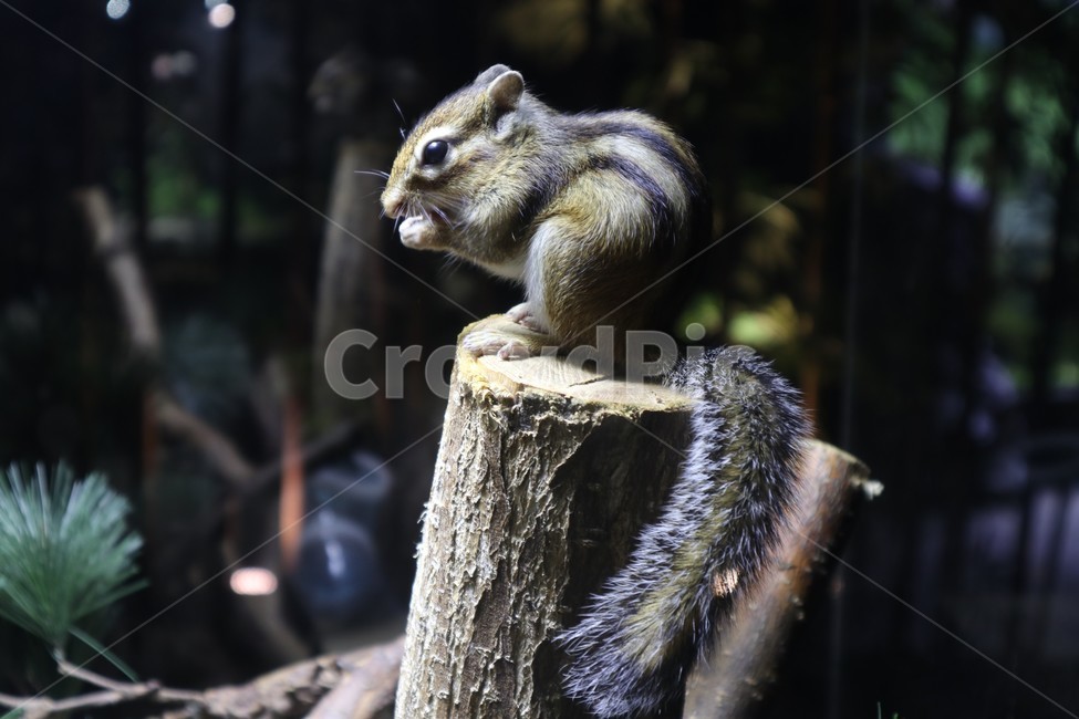 다람쥐,squirrel,동물,소동물,animal,귀여운,작은,동물원,측면