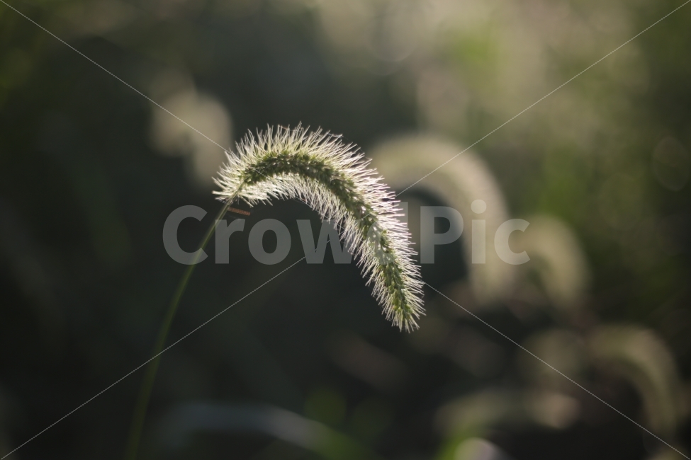	꽃,자연,햇빛,5dmark3,강아지풀,식물,자연,plants,nature,감성,sensible,feeling