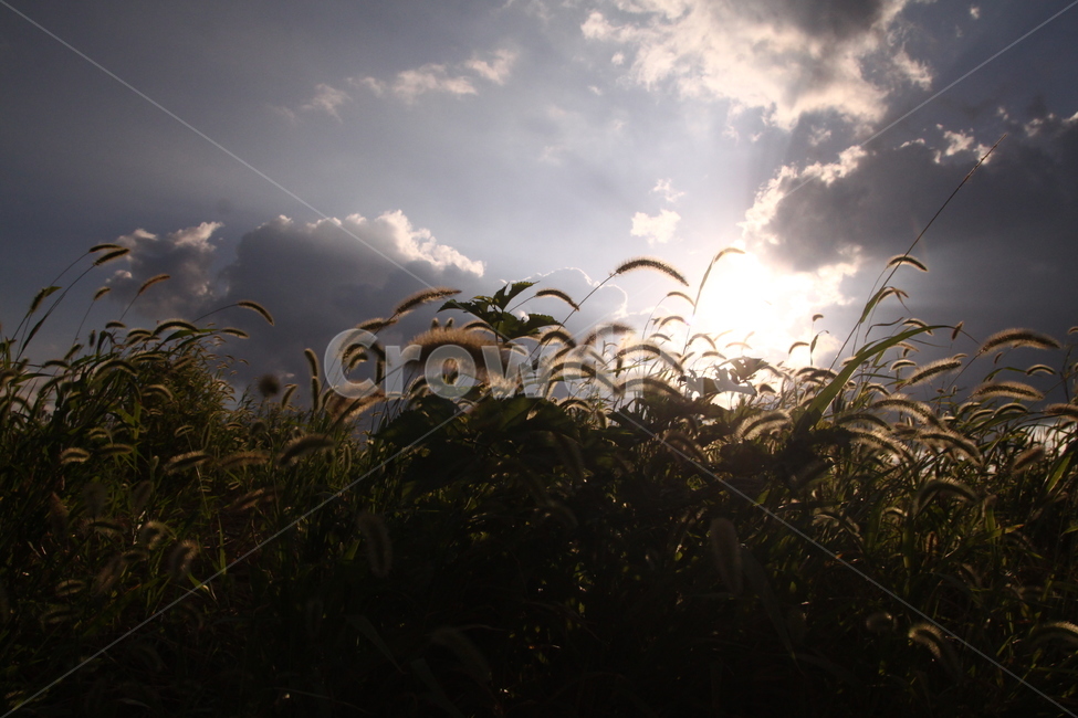 강아지풀,풀,들풀,자연,풍경,빛,nature,자연,풍경,nature,landscape,plant,식물,grass,잔디,lawn