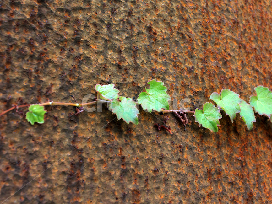 수평,붉은철,금속과식물,그린,레드,rust,녹,corrosion,식물,자연,plants,nature