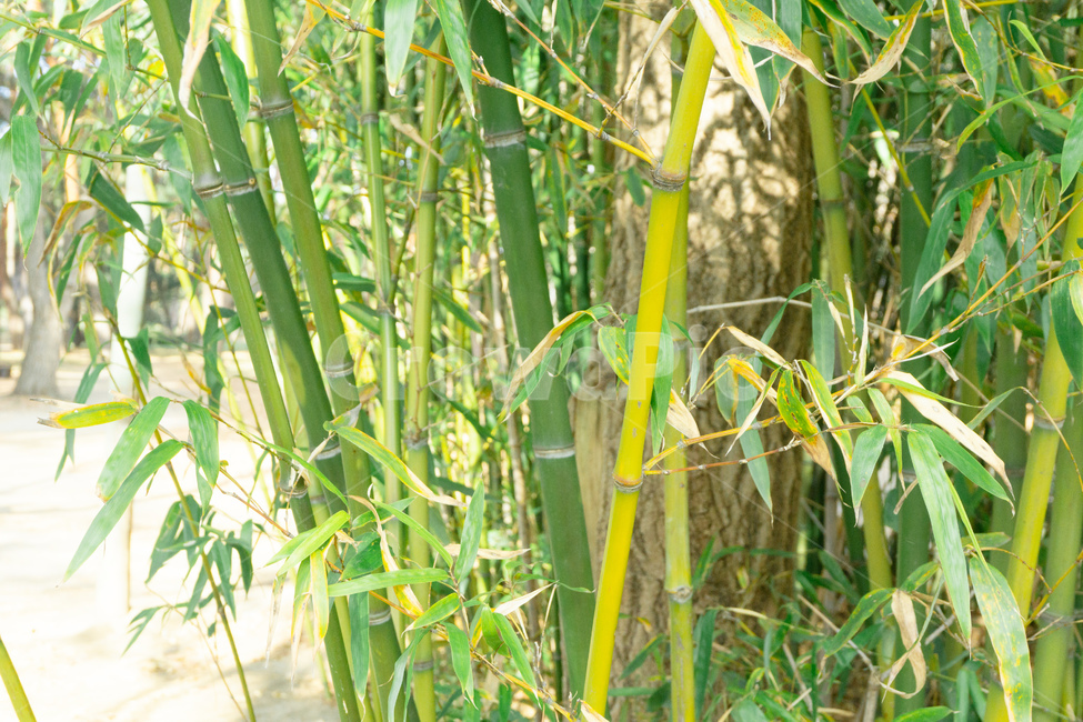 식물,plant,대나무,green,나무,tree,대나무잎