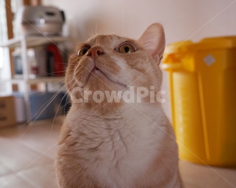 동물,고양이,냐옹이,코리안숏헤어,코숏,동물,animal,포유류,mammal,고양이,cat,kitten,kitty