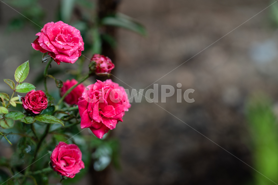 꽃,flower,식물,botanical,nature