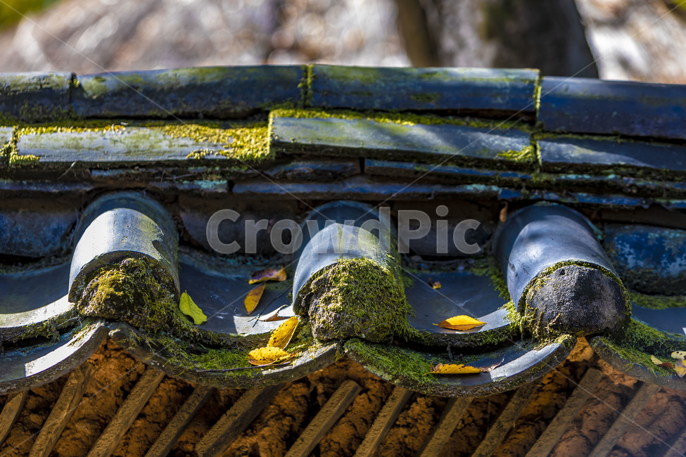 traditional fence,fallen leaves,Moss,tile,tiled wall,tile fence,autumn,Emotion