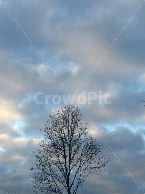12월,나무,하늘,오후,겨울,사진,이미지,자연,풍경,nature,landscape,weather,날씨,outdoors,옥외