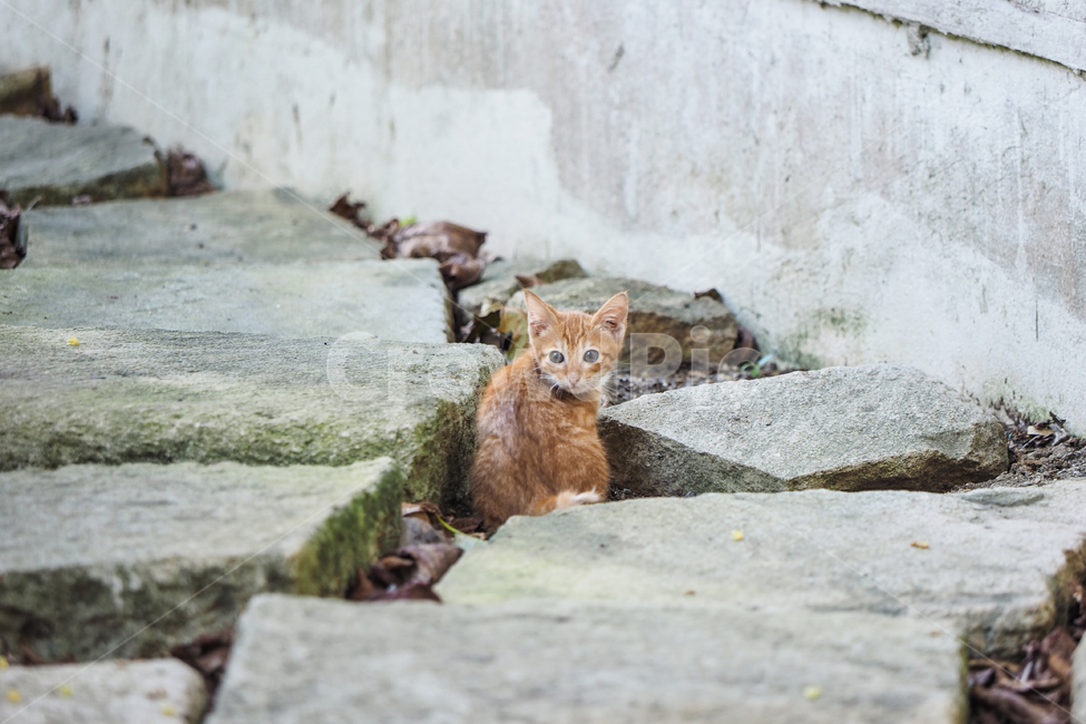고양이,길고양이,필리핀,보라카이,cat,도로,동물,animal,포유류,mammal,고양이,cat,kitten,kitty