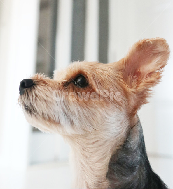 개,동물,도그,dog,반려견,강아지,동물,animal,포유류,mammal,개,강아지,dog,doggy