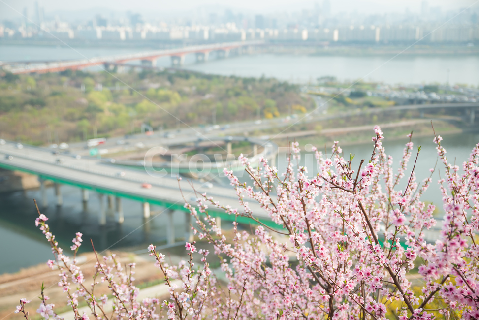	봄,벚꽃,핑크,나무,꽃,계절,분홍,따뜻함,꽃잎,밝음,식물,들꽃,들판,공원,나들이,소풍,사물,풍경,자연,자연풍경,강,한강,다리,홍매화,서울,도시,동산,포근함,화사한,봄,계절,spring,season,식물,자연,plants,nature,꽃,flower,감성,sensible,feeling,road,도로