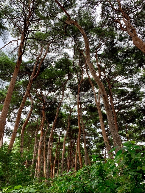 tree,나무,plant,식물,treetrunk,나무줄기,소나무,숲,산