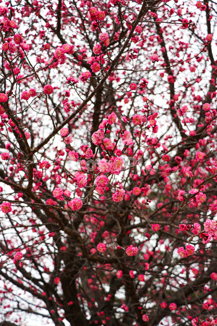 홍매화,벚꽃,식물,꽃,봄,식물,자연,plants,nature,꽃,flower