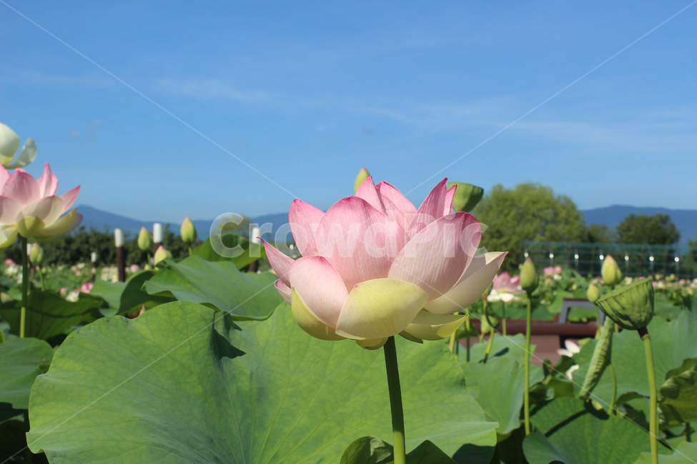 연꽃,연잎,하늘,배경,힐링,감성,공원,여름,식물,꽃,불교,flower,plant,분홍,만개,자연
