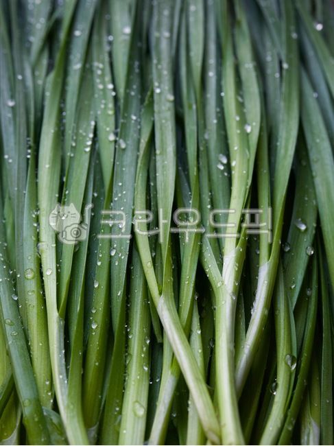 부추,유기농,유기농부추,채소,야채,음식,음식재료,녹색,chives,organic,organicleek,vegetable,food,foodingredients,green,배경,background,웰빙,웰빙음식,녹색채소,잎,잎채소,wellbeing,wellnessfood,greenvegetable,leaf,leafvegetable,식물,plant,음식,식재료,요리,food,cook,meal,dishes,food reserves,채소,야채,vegetables