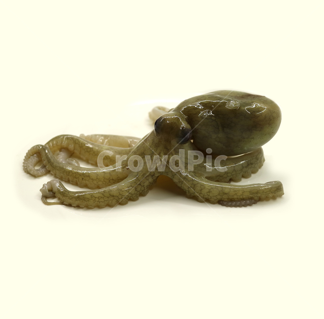 주꾸미,쭈꾸미,문어,낙지,해산물,음식,해물,식재료,요리재료,음식재료,식품,요리,싱싱한,신선한,어류,연체동물,오브젝트,누끼,동물,animal,수산물,해산물,fishery products,seafood