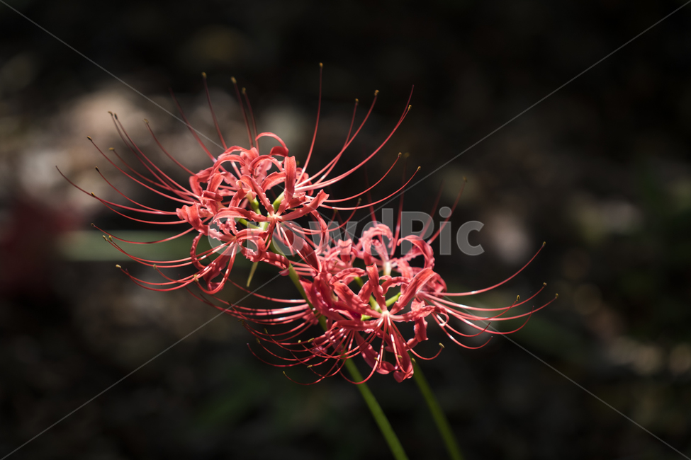 꽃무릇,상사화,꽃,식물,자연,여름,배경,식물,자연,plants,nature,꽃,flower