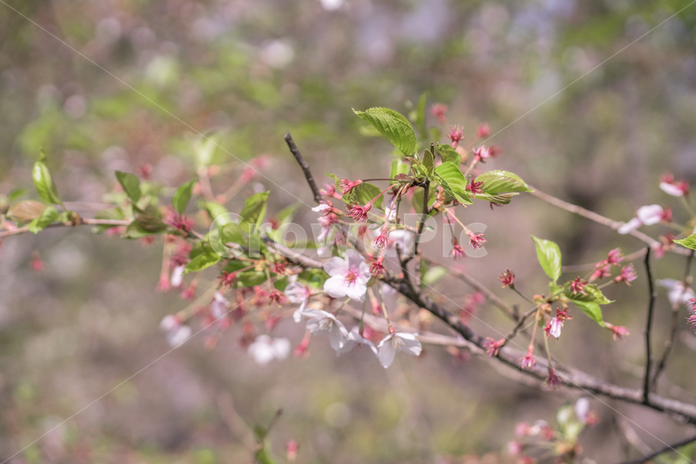 봄,벚꽃,꽃나무,나무,꽃잎,봄,계절,spring,season,식물,자연,plants,nature,꽃,flower,plant