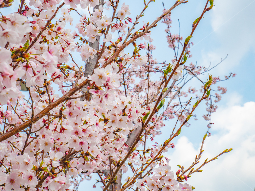 봄,벚꽃,꽃,하늘,하얀,분홍,나무,봄,계절,spring,season,plant,식물,flower,blossom