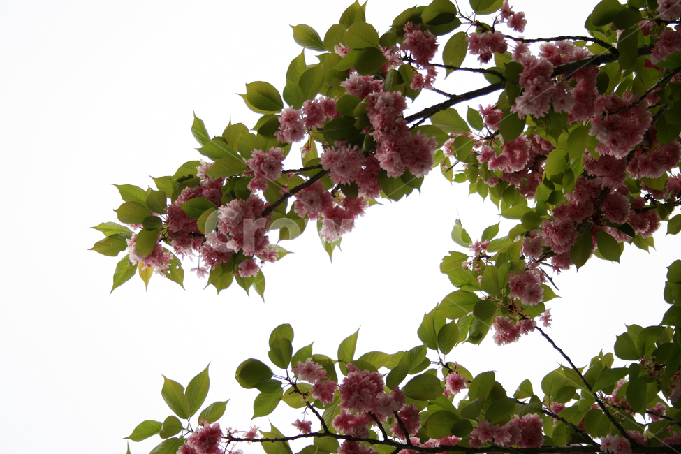 꽃,봄꽃,flower,식물,겹벚꽃,분홍,나무,꽃나무,식물,자연,plants,nature,꽃,flower