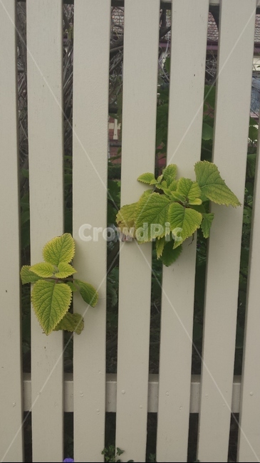 plant,식물,herbs,허브,mint,민트,물,자연,nature,outdoors
