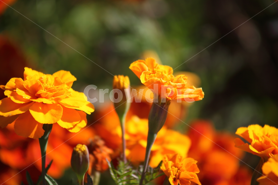 메리골드,꽃,식물,marigold,국화과,만수국,식물,자연,plants,nature,꽃,flower