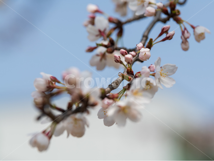 벚꽃,봄,사쿠라,벚꽃나무,꽃,봄꽃,봄,계절,spring,season,식물,자연,plants,nature,꽃,flower,plant,blossom