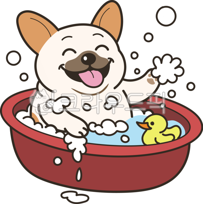 치와와,개,강아지,반려견,반려동물,동물,멍멍,멍멍이,뚱와와,목욕