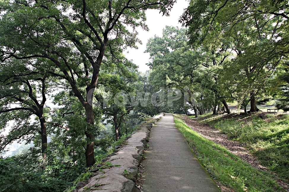 공주산성,성,산성,성곽,길,둘레길,숲,숲길,돌담,담,여름,풍경,흙담,벽,방어벽,나무,식물,유네스코등제