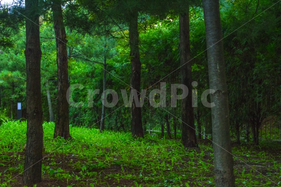나무,숲,풀,고요,정적,자연,자연,풍경,nature,landscape,여름,계절,summer,season,휴식,힐링,rest,relaxation,healing,tree,plant,식물,tree trunk,나무 줄기