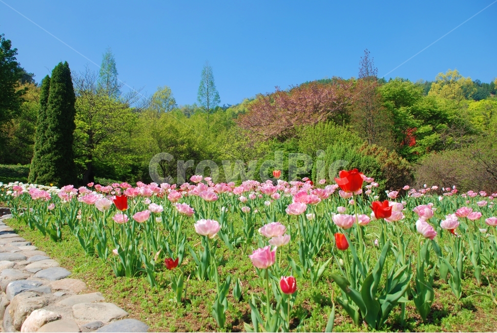 꽃,봄,튤립,식물,자연,봄,계절,spring,season,식물,자연,plants,nature,꽃,flower,plant