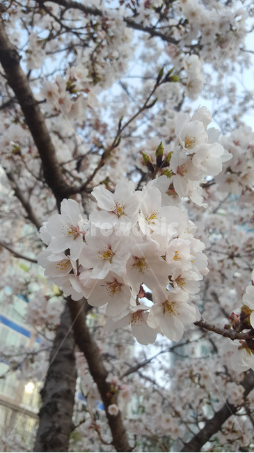 꽃,근접,flower,봄,식물