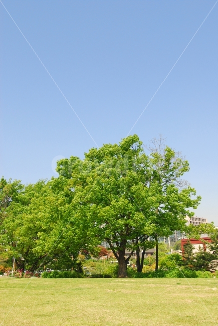 나무,잔디,공원,건물,도시,하늘,배경,바탕,백그라운드,풍경,식물,자연,plants,nature,나무,trees,wood