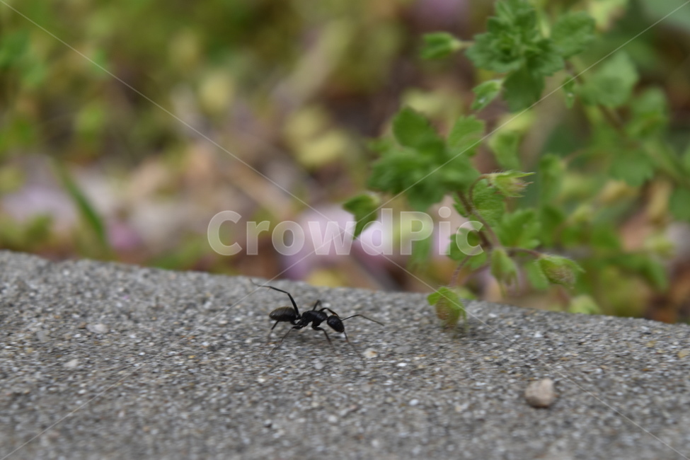 개미,봄,초록,감성,감성사진,꽃,풀,곤충,green,ant,spring,flower,grass,insect,black,gray,yellow,vivid,동물,animal,곤충,벌레,insect,bug