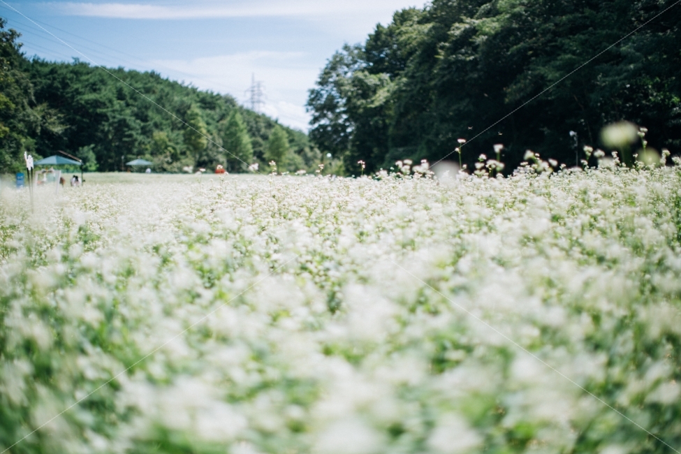 울산,여름,꽃,메밀꽃,flower,자연,풍경,nature,landscape,여름,계절,summer,season,감성,sensible,feeling