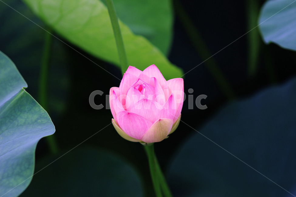 flower,꽃,blossom,연꽃,불교,plant,식물,자연,plants,nature,꽃,flower