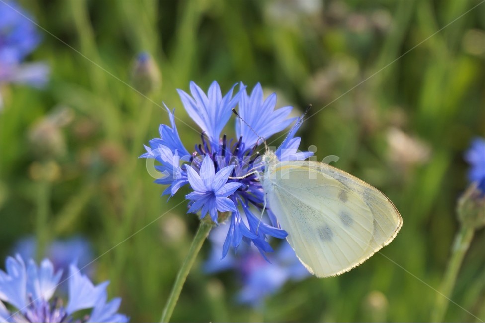 꽃,들꽃,강가,산책로,flower,flowers,riverside,trail,butterfly,나비,식물,자연,plants,nature,꽃,flower,동물,animal,곤충,벌레,insect,bug