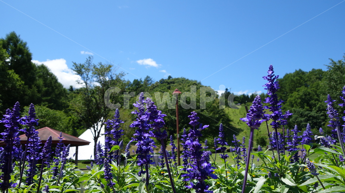 라벤더,라벤다,자연,보라색,꽃,향기,lavender,scent,flower,purple,healing