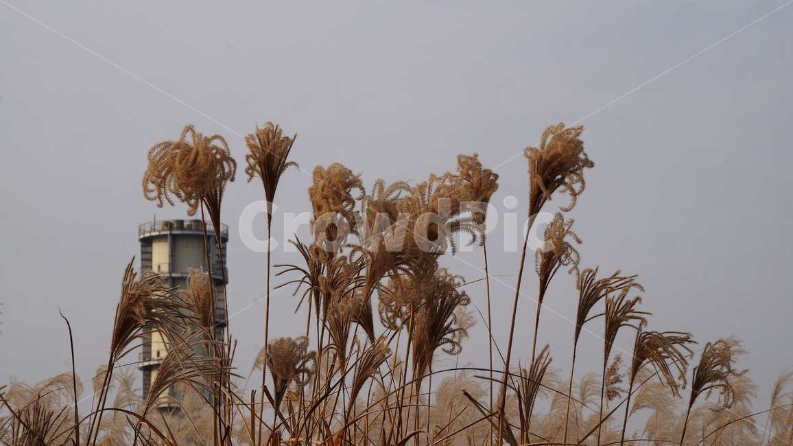 가을,가을풍경,하늘공원,억세풀,갈대,가을,계절,fall,autumn,season,식물,자연,plants,nature,plant,grass,잔디,lawn,reed