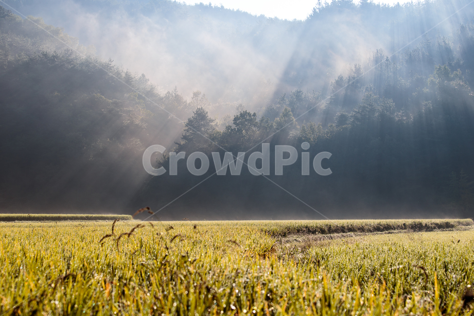빛내림,나무,시골,아침,햇살,들판,자연,들,풍경,가을,아침햇살,nature,field,light,morning,lightning,풍경배경,배경,아침배경,자연,풍경,nature,landscape