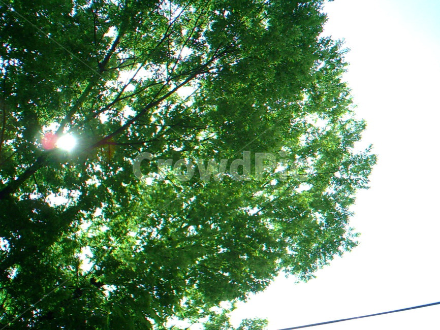 나무,초록,하늘,햇살,tree,초록잎,초록나무,자연,풍경,nature,landscape,plant,식물