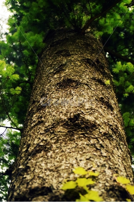 tree,나무,plant,식물,treetrunk,나무줄기,소나무,나무,trees,wood