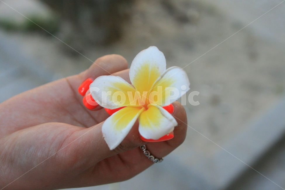 꽃,동남아,노랑,플라워,손,꽃,flower