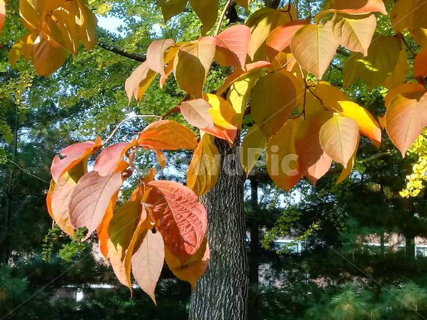 가을,단풍,낙엽,maple,plant,식물,단풍나무,단풍잎,leaf,잎,tree,나무,계절,fallautumnseason,가을단풍,자연,풍경,경치,가을,계절,fall,autumn,season,식물,자연,plants,nature,나무,trees,wood,veins,정맥