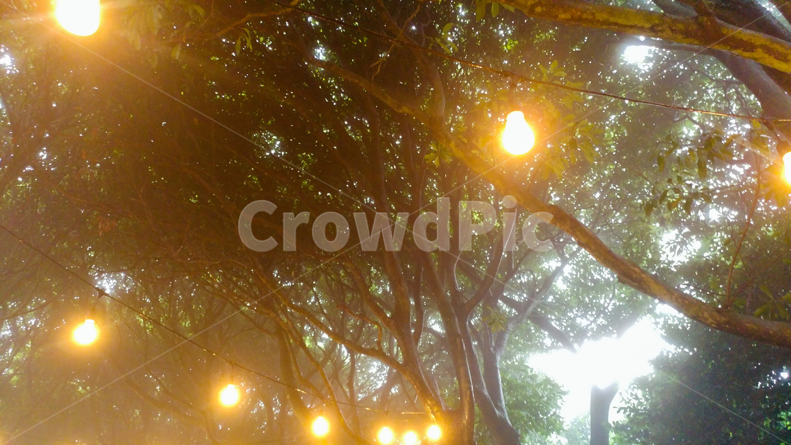 조명,빛,공원,나무,제주,야경,밤,풍경,nightscape,night,landscape,flare,플레어,light,sunlight,햇빛