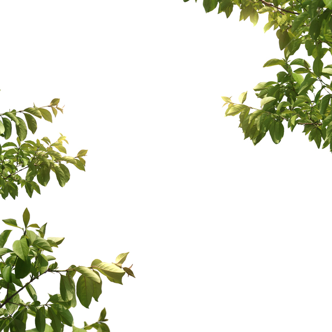 백그라운드,식물,자연,계절,봄,꽃,배경,배경이미지,내추럴,flower,nature,flora,background,나뭇잎,잎,잎사귀,초록,나무,싱그런,그린,green,꽃,flower