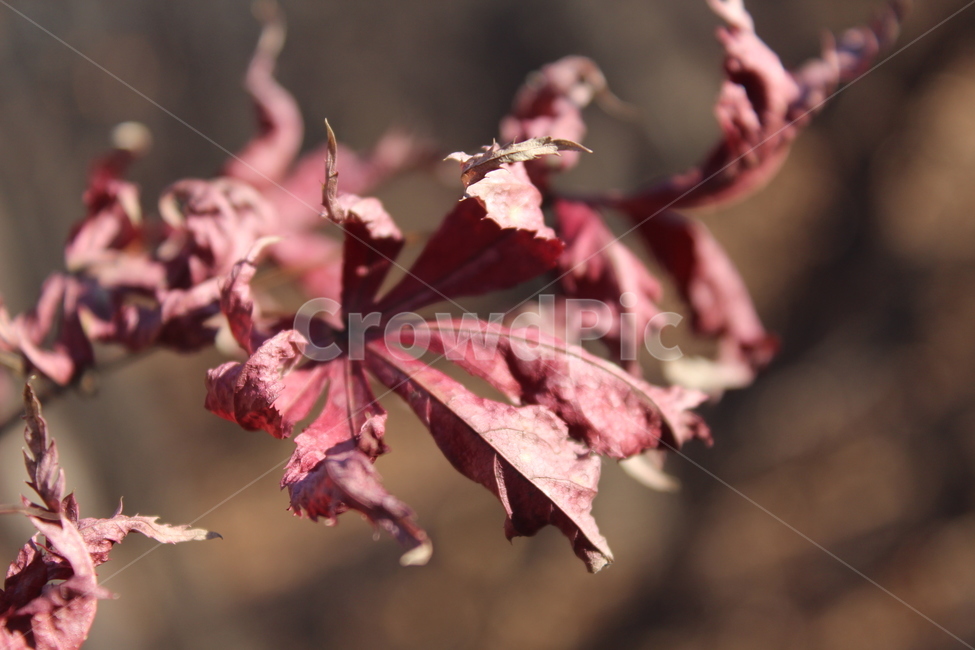 leaf,잎,plant,식물,maple
