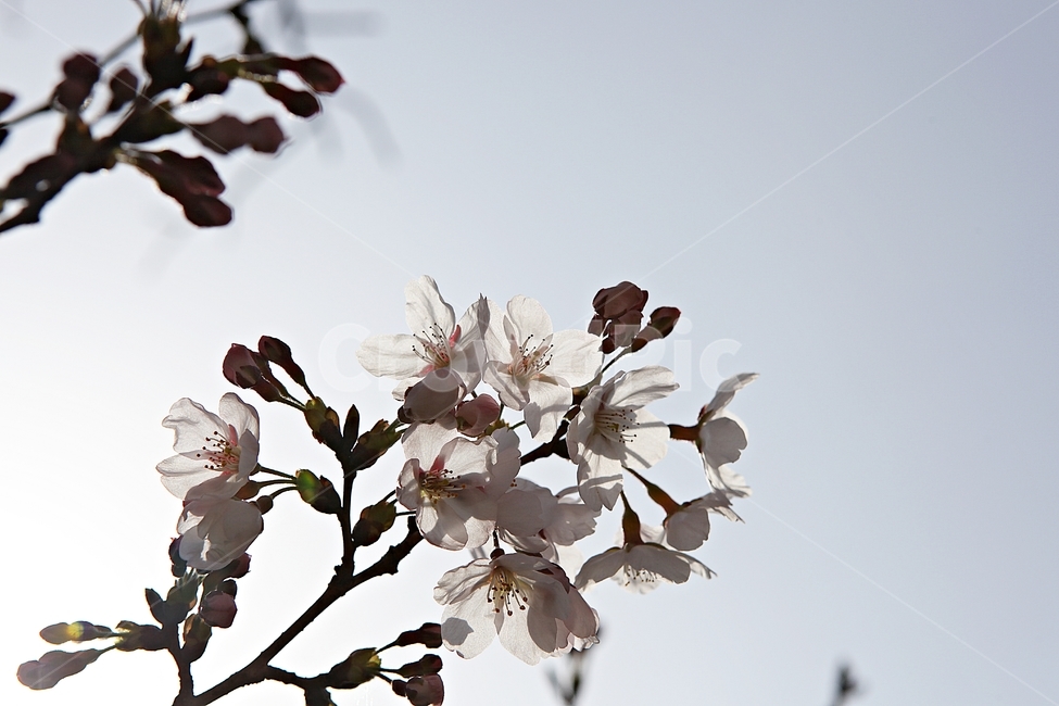 벅꽃,벗나무,벗꽃잎,봄꽃,꽃잎,식물,자연,공원,식물,자연,plants,nature,꽃,flower