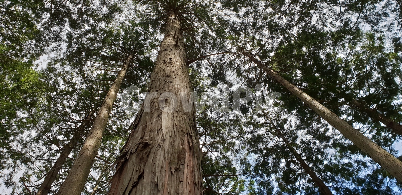 tree,나무,식물,plant,나무숲,나무줄기,나무,trees,wood