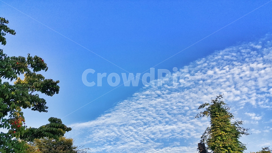 하늘,파랑,파란하늘,맑음,구름,흰색,나무,녹색,풍경,자연,nature,landscape,torrka,색감,cloud,sky,푸른하늘,색상,colorsense
