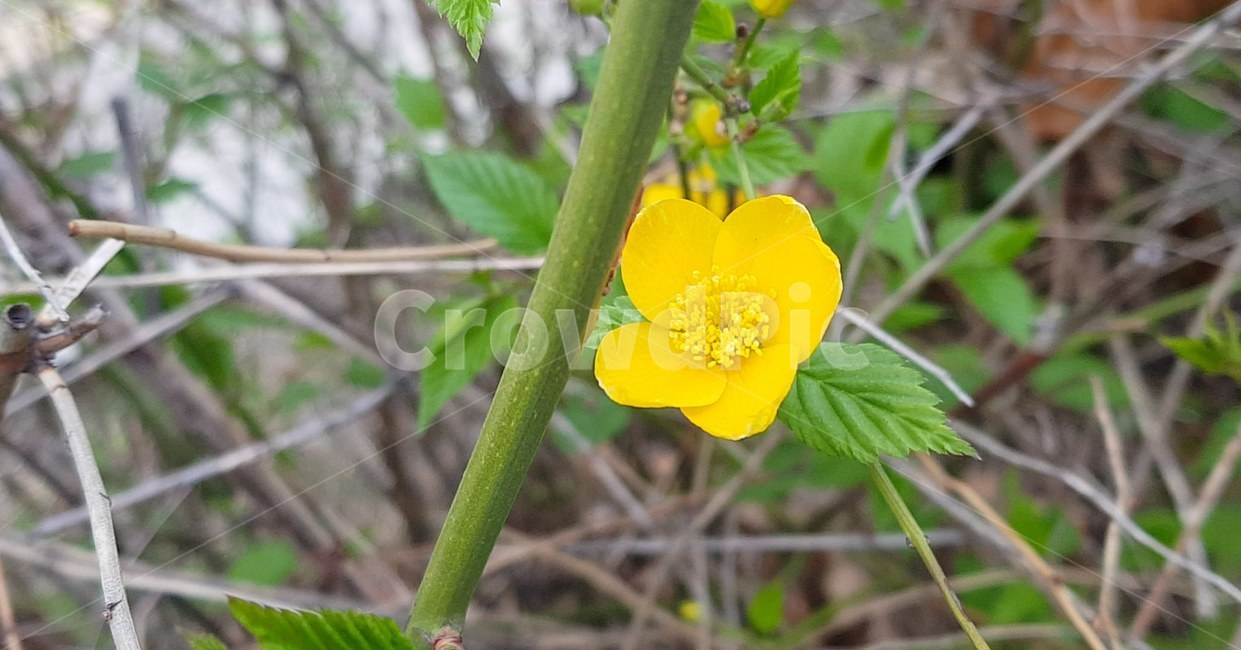 pollen,화분,plant,식물,cherryblossom,flower,blossom,꽃,꽃길