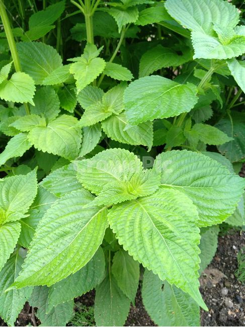 깻잎,깨,농작물,농산물,쌈채소,야채